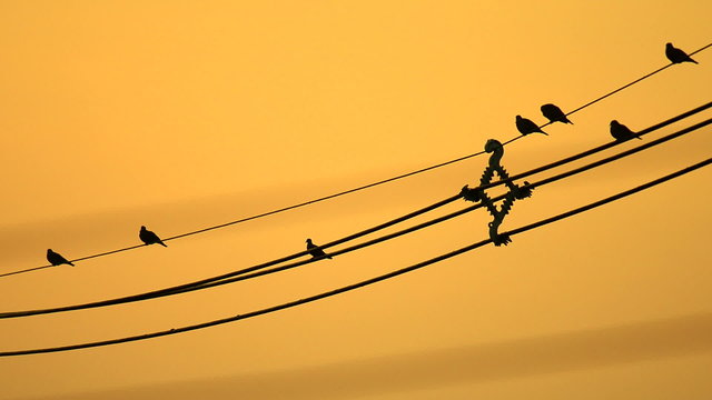 Birds Sitting On Power Lines