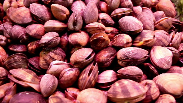 Numerous small sea shells on display clams in place