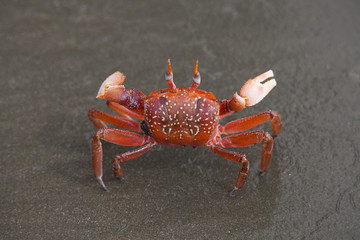 Crab