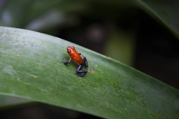 Red frog