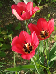 przyroda, piękno, natura, kwiaty, radość, życie , miłość