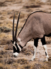 Oryx antelope