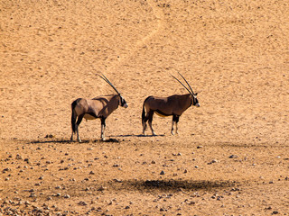Two oryx antelopes