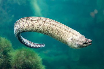 Obraz premium Moray eel