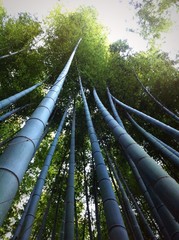 bamboo