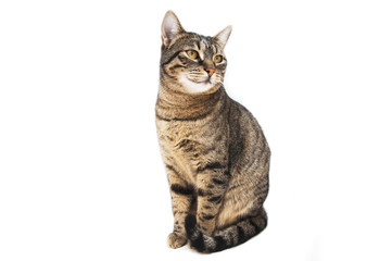 Fototapeta premium Portrait of brown-eyed cat isolated on white background