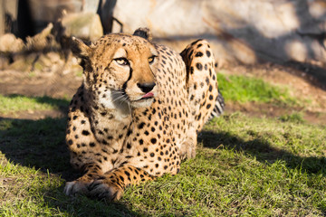 Adult Cheetah sitting on the grass with his tongue out