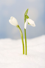 Beautiful snowdrops on snow, on nature winter background