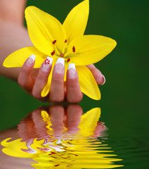 Schöne gelbe Lilie in einer Hand