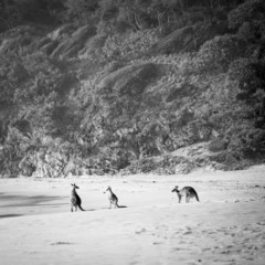 Kangaroos Black and White