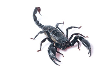 Asian Forest Scorpion - Heterometrus spinifer