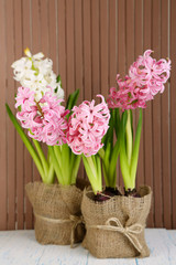 Hyacinth flowers in pots on table on wooden background