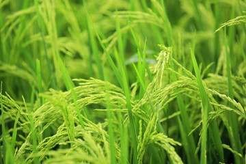 Fototapeta na wymiar green rice paddy