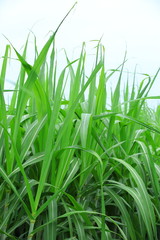 sugarcane plants grow in field