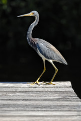 Great Blue Heron (Ardea Herodias) standing on the board