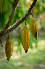 Cocoa Fruit