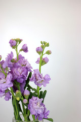 Fototapeta premium ストックフラワー