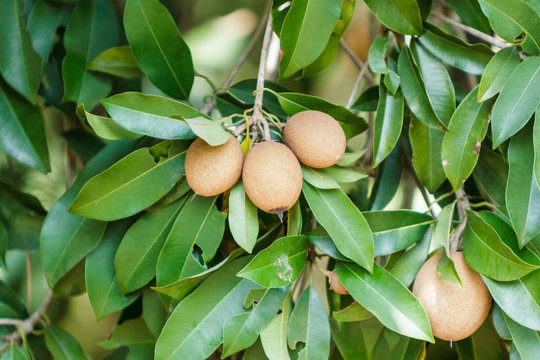 Sapodilla fruit.