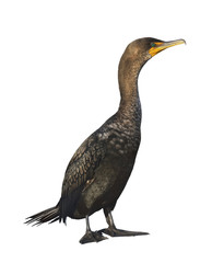 Double-crested Cormorant