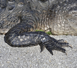 Alligator Claw