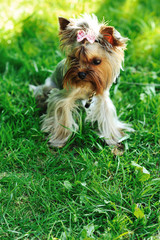 Puppy yorkshire terrier in a green grass