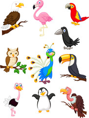 Naklejka premium Bird cartoon collection