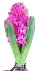 Beautiful pink hyacinths flowers isolated on a white background