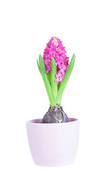 Spring flowers of hyacinth in clay pink flowerpot 