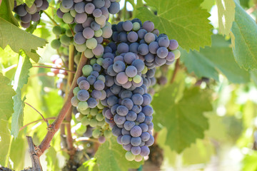 Red Wine Grapes on the Vine