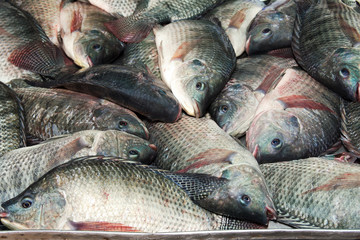 Fresh raw mackerel fish