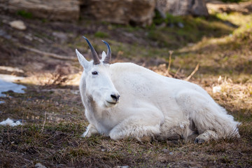 Obraz premium goat mountain in nature - Glacier National Park