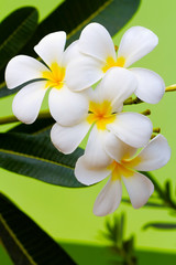 Obraz premium Frangipani flower,Thailand