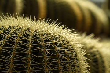 Cactus Thorn Close up II