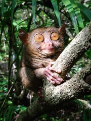 Philippines tarsier