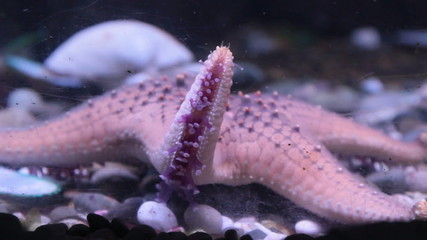 starfish