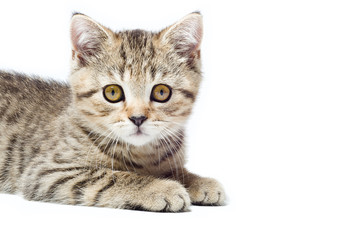 Portrait of a attractive kitten Scottish Straight closeup