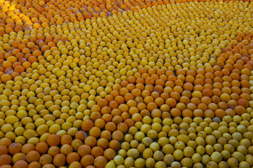 Citrus Exhibition at the Lemon Festival of Menton