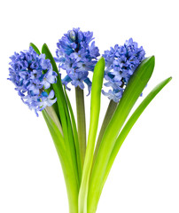 blue hyacinth isolated on white