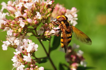 insecte