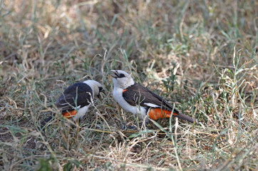 tisserin des buffles