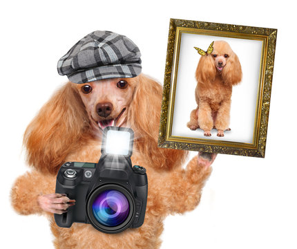 photographer dog