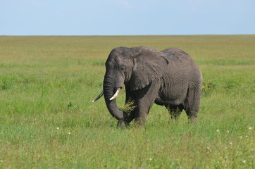 Fototapeta na wymiar repas de l'éléphanteau
