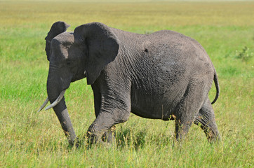 Fototapeta na wymiar jeune éléphant