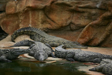 Groupe de crocodiles