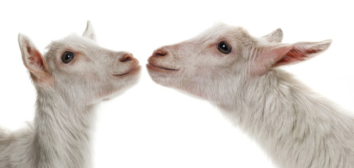 a funny white goats kissing © Vera Kuttelvaserova