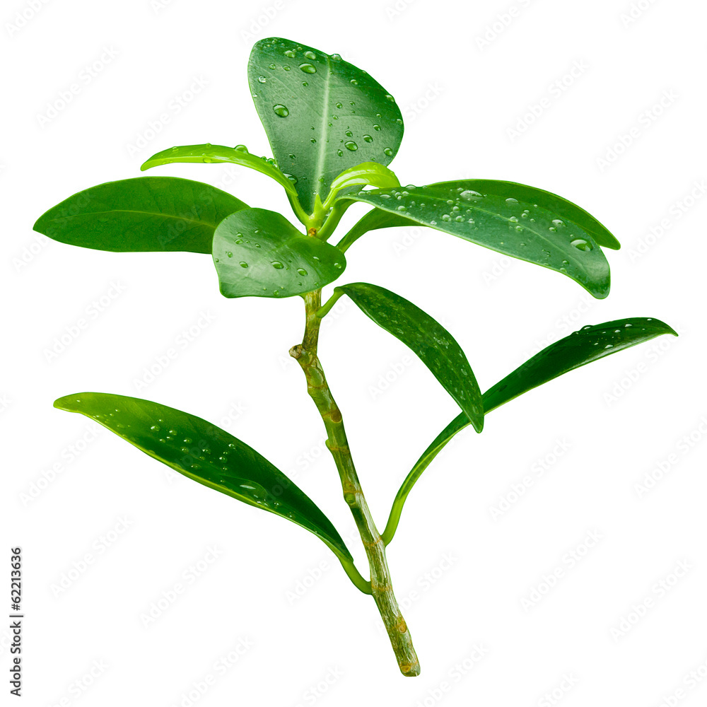 Wall mural Pomegranate leaf. Branch with drops isolated on white background