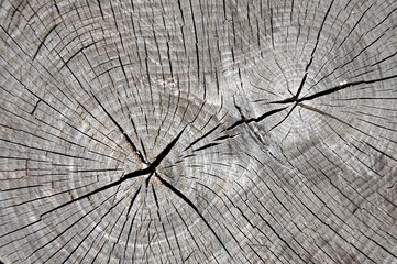 Closeup view of grainy wooden texture