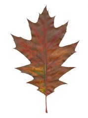 leaf of red oak tree