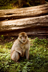 Makaki © foxlens