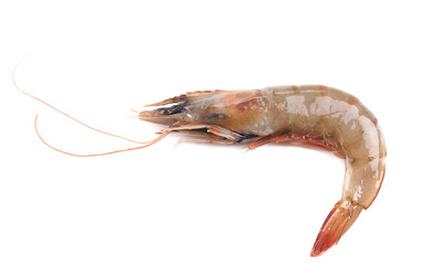 Close up of fresh shrimp.